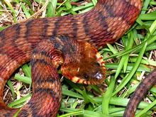 Banded water snake Banded water snake Wikipedia