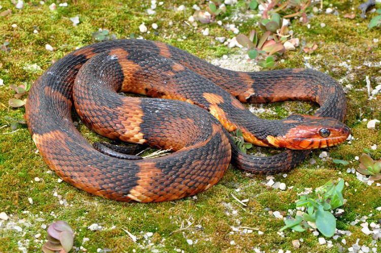 Banded water snake wwwthehibbittsnettroyphotosnakesnfasciatat