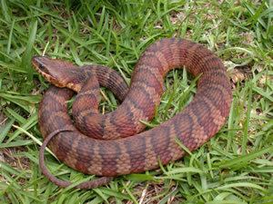 Banded water snake Species Profile Banded Watersnake Nerodia fasciata SREL Herpetology