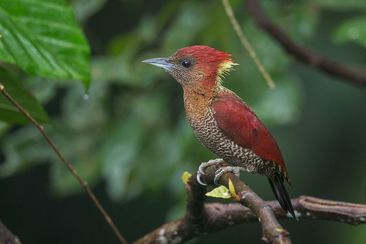 Banded woodpecker Banded Woodpecker Francis Yap Nature Photography