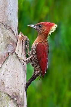 Banded woodpecker Pinterest The world39s catalog of ideas