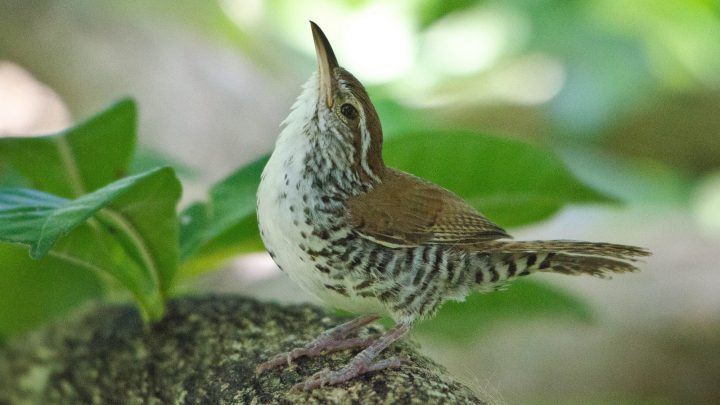 Banded wren Sounding Out the Dawn Chorus of Banded Wrens in Costa Rica All