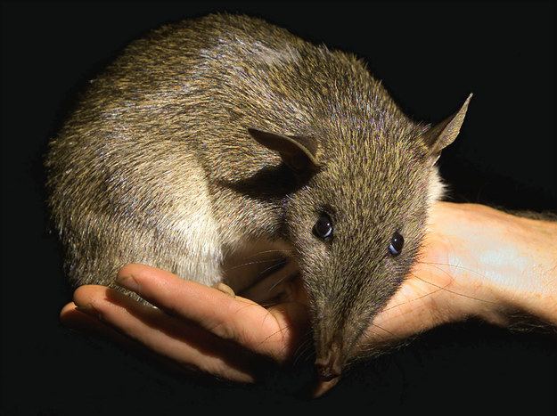 Bandicoot A Baby Bandicoot Moved In With A Family Of Ducks And It Is Adorable