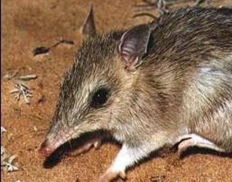 Bandicoot Bandicoot Perameles Animals AZ Animals