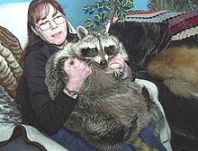 Bandit (raccoon) httpsuploadwikimediaorgwikipediaenthumb8