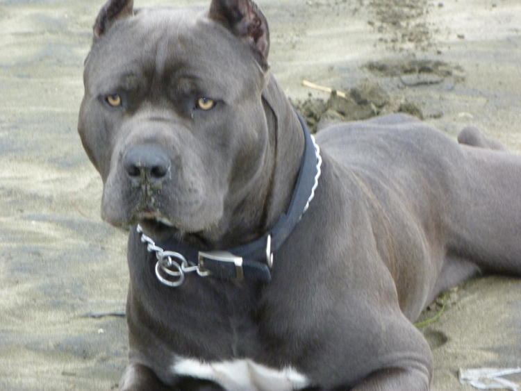 A gray Bandog lying on the ground while wearing a blue collar