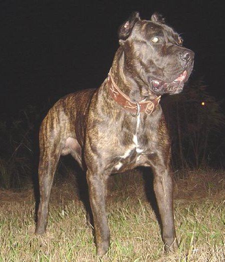 A Bandog looking at the side while wearing a brown collar