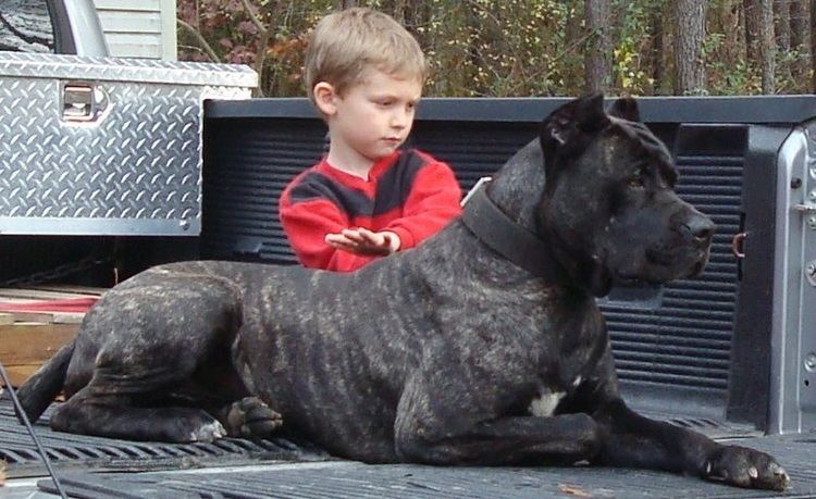 A little boy touching the Bandog's back while lying on the truck bed floor
