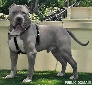 A gray and white Bandog wearing a body harness