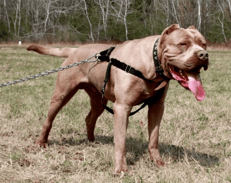 A brown Bandog with his tongue out while wearing a body harness