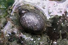 Banff Springs snail httpsuploadwikimediaorgwikipediacommonsthu