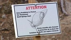 Banff Springs snail Banff swim in forbidden snail pool ends with charges Calgary CBC