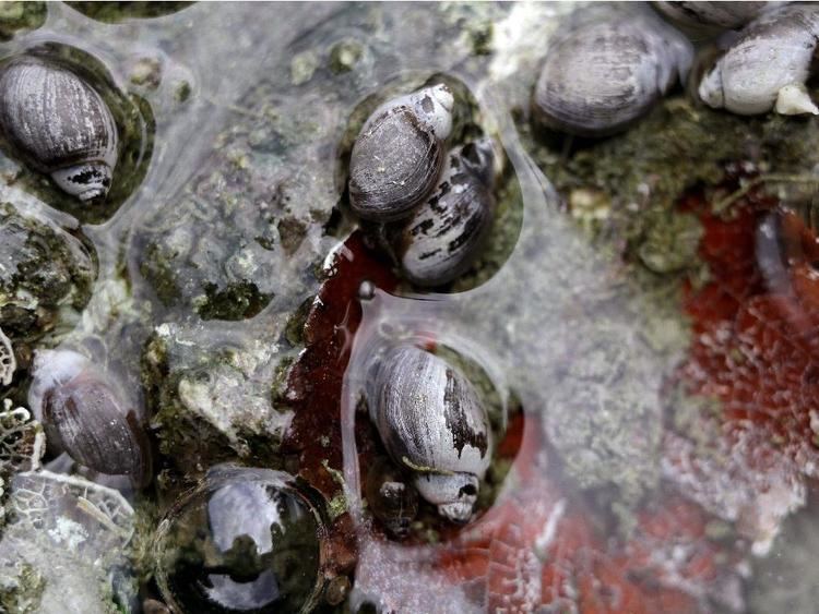 Banff Springs snail Parks Canada staff who swam in endangered snail pool get jobs back