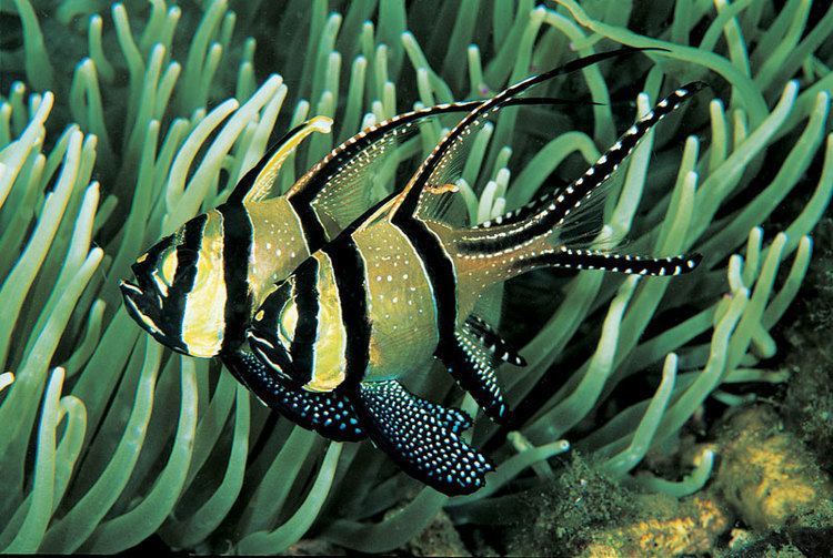 Banggai cardinalfish Media Support The BANGGAI Cardinalfish RESCUE Project