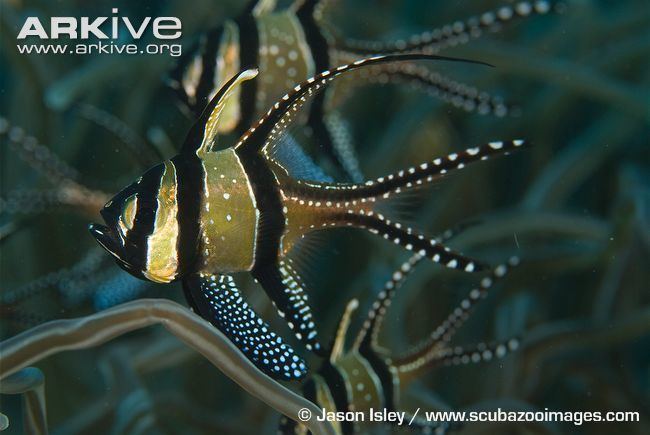 Banggai cardinalfish Banggai cardinalfish videos photos and facts Pterapogon kauderni