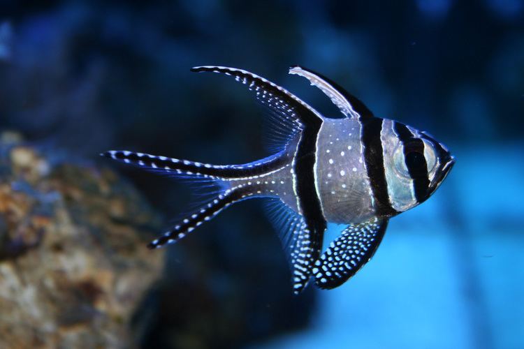 Banggai cardinalfish 1000 images about BANGGAI CARDINAL FISH on Pinterest Fish sketch