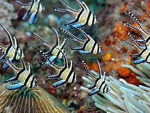 Banggai cardinalfish httpsuploadwikimediaorgwikipediacommonsthu