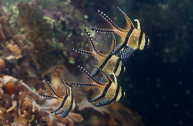 Banggai cardinalfish National Aquarium Banggai Cardinalfish