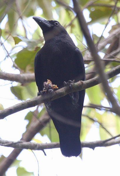Banggai crow Oriental Bird Club Image Database Photographers