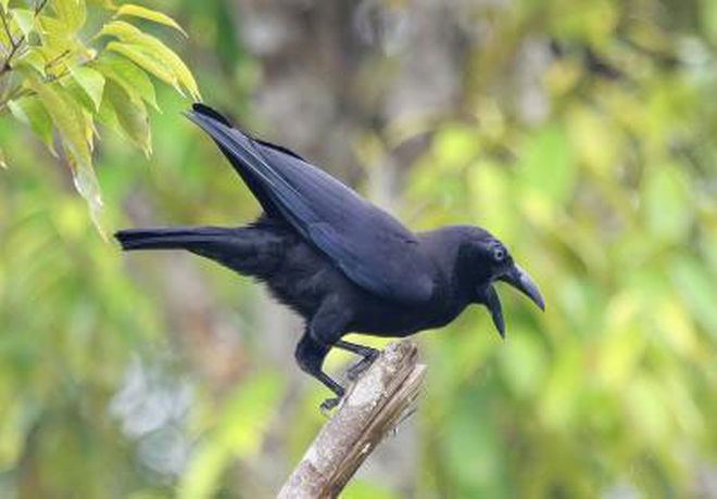 Banggai crow Rare Crow Thought Extinct Is Rediscovered