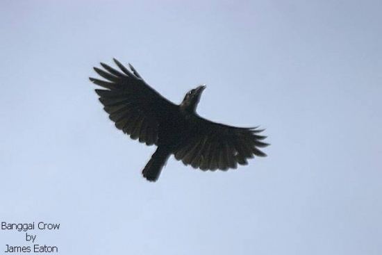 Banggai crow Banggai Crow BirdForum Opus