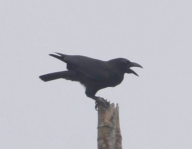 Banggai crow Oriental Bird Club Image Database Banggai Crow Corvus unicolor