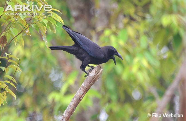 Banggai crow Banggai crow videos photos and facts Corvus unicolor ARKive