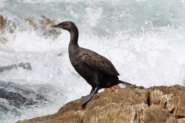 Bank cormorant Bank Cormorant Phalacrocorax neglectus Perched on coastal rocks