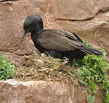 Bank cormorant httpsuploadwikimediaorgwikipediacommonsthu