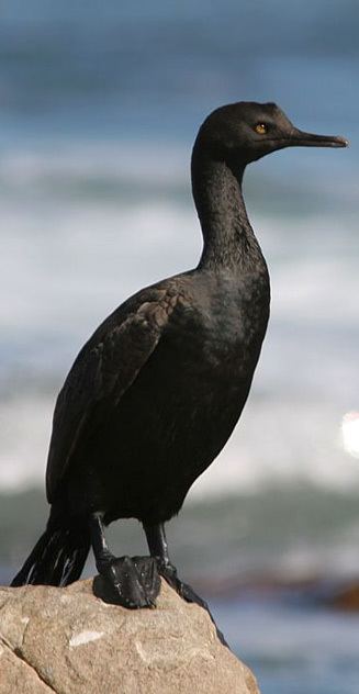 Bank cormorant Phalacrocorax neglectus Bank cormorant