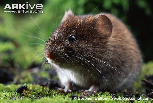 Bank vole Bank vole videos photos and facts Clethrionomys glareolus ARKive