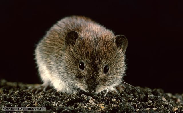 Bank vole BBC Nature Bank vole videos news and facts