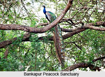 Bankapura Peacock Sanctuary Bankapur Peacock Sanctuary Bankapura Haveri District