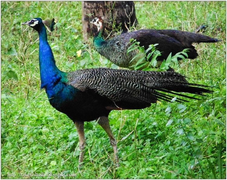 Bankapura Peacock Sanctuary The Voice of Greenery Trekking and Travelling in Western Ghats