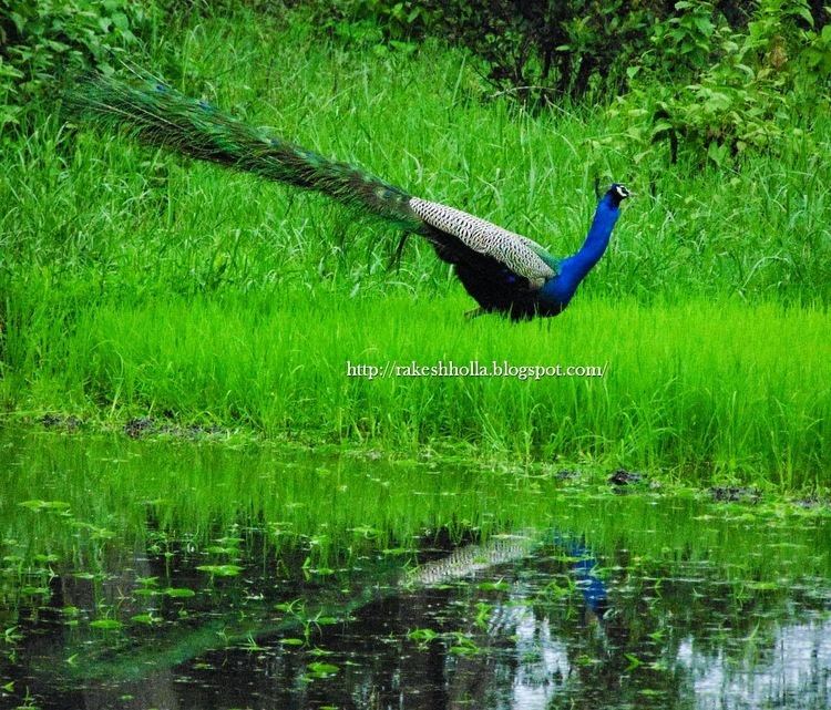 Bankapura Peacock Sanctuary The Voice of Greenery Trekking and Travelling in Western Ghats