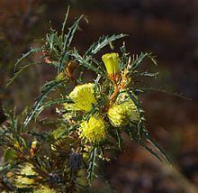 Banksia acanthopoda httpsuploadwikimediaorgwikipediacommonsthu