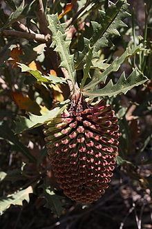 Banksia aculeata httpsuploadwikimediaorgwikipediacommonsthu