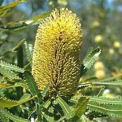 Banksia aemula Banksia aemula Growing Native Plants