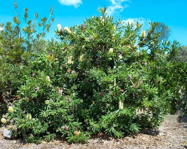 Banksia aemula GardensOnline Banksia aemula syn Banksia serratifolia
