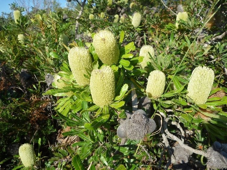 Banksia aemula Banksia aemula Wallum Banksia Gardening With Angus