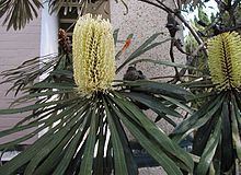 Banksia aquilonia httpsuploadwikimediaorgwikipediacommonsthu