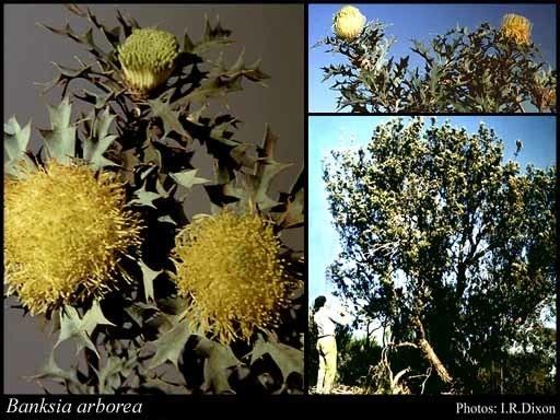 Banksia arborea httpsflorabasedpawwagovausciencetimage32