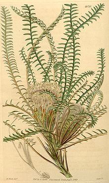 Banksia arctotidis httpsuploadwikimediaorgwikipediacommonsthu