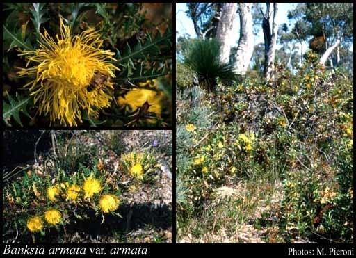 Banksia armata httpsflorabasedpawwagovausciencetimage32