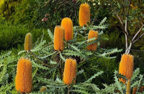 Banksia ashbyi Dwarf Ashbyamp039s Banksia Banksia ashbyi Seed eBay