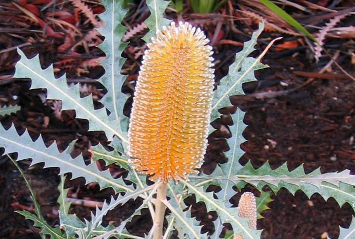 Banksia ashbyi FileBanksia ashbyi OICjpg Wikimedia Commons