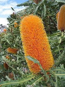 Banksia ashbyi httpsuploadwikimediaorgwikipediacommonsthu