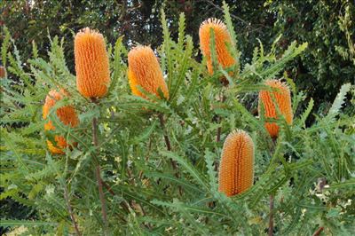 Banksia ashbyi Banksia ashbyi Australian Native Plants Plants 8007016517