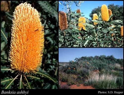 Banksia ashbyi Banksia ashbyi Baker f FloraBase Flora of Western Australia
