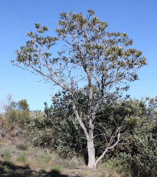 Banksia attenuata Banksia attenuata Candlestick Banksia